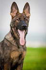 German Shepherd Portrait