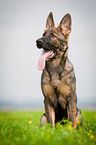 German Shepherd sits in the grass