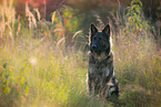 sitting German Shepherd