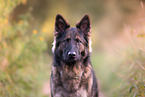 German Shepherd Portrait