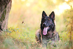 lying German Shepherd