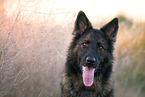 German Shepherd Portrait