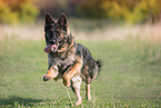 running German Shepherd