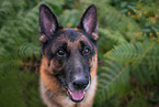 German Shepherd Portrait