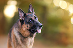 German Shepherd Portait