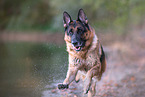 running German Shepherd