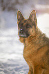 German Shepherd Portrait
