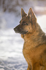 German Shepherd Portrait