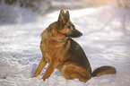 German Shepherd sits in the snow