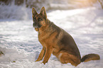 German Shepherd sits in the snow