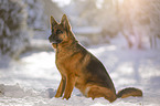 German Shepherd sits in the snow