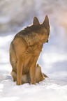 German Shepherd sits in the snow