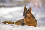 German Shepherd lies in the snow