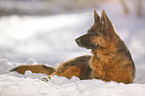 German Shepherd lies in the snow