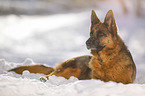 German Shepherd lies in the snow