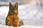 German Shepherd lies in the snow