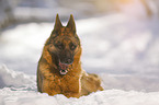 German Shepherd lies in the snow
