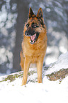 German Shepherd stands in the snow