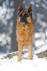 German Shepherd stands in the snow