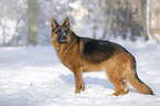 German Shepherd stands in the snow