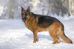 German Shepherd stands in the snow