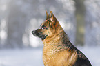 German Shepherd Portrait