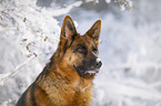 German Shepherd Portrait