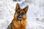 German Shepherd Portrait