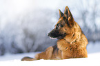 German Shepherd lies in the snow