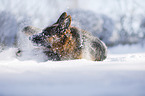 German shepherd dog rolling in the snow