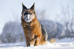 German Shepherd stands in the snow