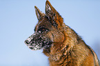 German Shepherd Portrait
