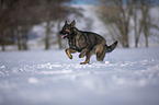 German Shepherd runs through the snow