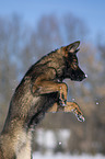 jumping German Shepherd