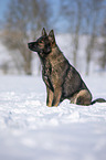 German Shepherd sits in the snow