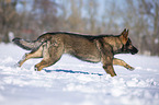 German Shepherd runs through the snow