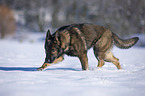 German Shepherd runs through the snow
