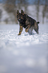 German Shepherd runs through the snow