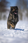 German Shepherd runs through the snow