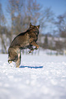jumping German Shepherd