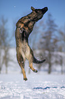 jumping German Shepherd