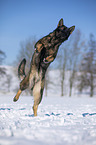 jumping German Shepherd