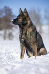 German Shepherd sits in the snow