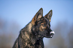 German Shepherd Portrait