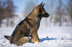 German Shepherd sits in the snow
