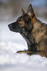 German Shepherd lies in the snow