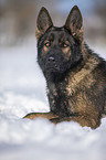German Shepherd lies in the snow