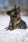 German Shepherd lies in the snow