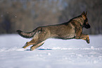German Shepherd runs through the snow