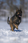 German Shepherd runs through the snow